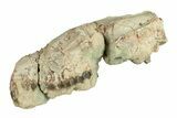 Partial Oreodont (Eporeodon) Upper Skull - South Dakota #270116-3